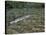 A Chain Pickerel Wimming the River Bottom-Stocktrek Images-Stretched Canvas