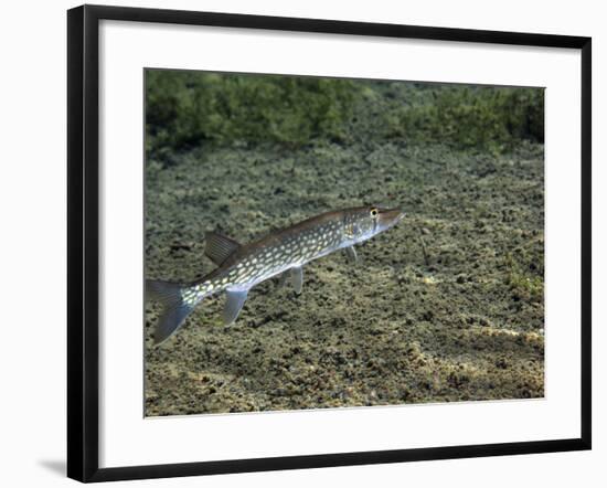 A Chain Pickerel Wimming the River Bottom-Stocktrek Images-Framed Photographic Print