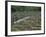 A Chain Pickerel Wimming the River Bottom-Stocktrek Images-Framed Photographic Print