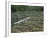 A Chain Pickerel Wimming the River Bottom-Stocktrek Images-Framed Photographic Print