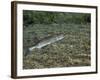 A Chain Pickerel Wimming the River Bottom-Stocktrek Images-Framed Photographic Print