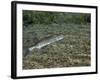 A Chain Pickerel Wimming the River Bottom-Stocktrek Images-Framed Photographic Print