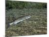 A Chain Pickerel Wimming the River Bottom-Stocktrek Images-Mounted Photographic Print