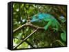 A Chameleon Sits on a Branch of a Tree in Madagascar's Mantadia National Park Sunday June 18, 2006-Jerome Delay-Framed Stretched Canvas