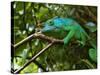 A Chameleon Sits on a Branch of a Tree in Madagascar's Mantadia National Park Sunday June 18, 2006-Jerome Delay-Stretched Canvas