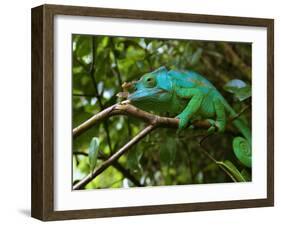 A Chameleon Sits on a Branch of a Tree in Madagascar's Mantadia National Park Sunday June 18, 2006-Jerome Delay-Framed Premium Photographic Print