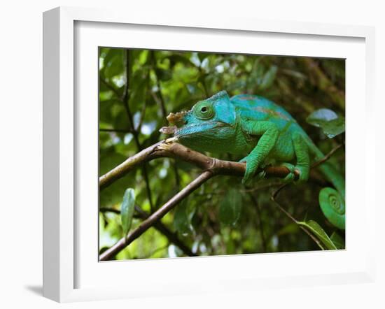 A Chameleon Sits on a Branch of a Tree in Madagascar's Mantadia National Park Sunday June 18, 2006-Jerome Delay-Framed Premium Photographic Print