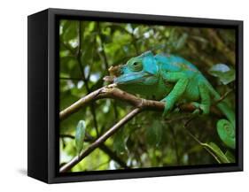 A Chameleon Sits on a Branch of a Tree in Madagascar's Mantadia National Park Sunday June 18, 2006-Jerome Delay-Framed Stretched Canvas