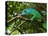 A Chameleon Sits on a Branch of a Tree in Madagascar's Mantadia National Park Sunday June 18, 2006-Jerome Delay-Stretched Canvas