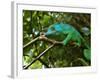 A Chameleon Sits on a Branch of a Tree in Madagascar's Mantadia National Park Sunday June 18, 2006-Jerome Delay-Framed Photographic Print