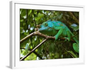 A Chameleon Sits on a Branch of a Tree in Madagascar's Mantadia National Park Sunday June 18, 2006-Jerome Delay-Framed Photographic Print