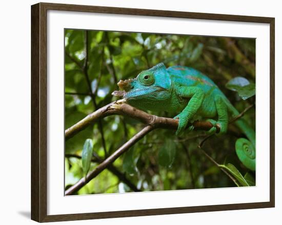 A Chameleon Sits on a Branch of a Tree in Madagascar's Mantadia National Park Sunday June 18, 2006-Jerome Delay-Framed Photographic Print