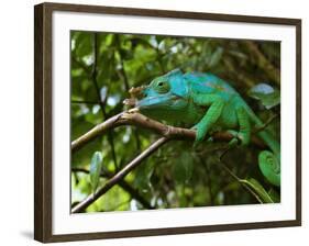 A Chameleon Sits on a Branch of a Tree in Madagascar's Mantadia National Park Sunday June 18, 2006-Jerome Delay-Framed Photographic Print