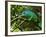 A Chameleon Sits on a Branch of a Tree in Madagascar's Mantadia National Park Sunday June 18, 2006-Jerome Delay-Framed Photographic Print