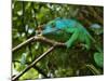 A Chameleon Sits on a Branch of a Tree in Madagascar's Mantadia National Park Sunday June 18, 2006-Jerome Delay-Mounted Photographic Print