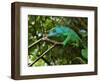 A Chameleon Sits on a Branch of a Tree in Madagascar's Mantadia National Park Sunday June 18, 2006-Jerome Delay-Framed Photographic Print