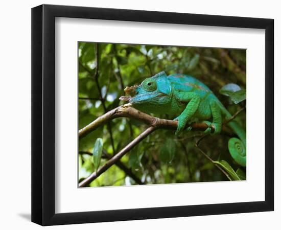 A Chameleon Sits on a Branch of a Tree in Madagascar's Mantadia National Park Sunday June 18, 2006-Jerome Delay-Framed Photographic Print