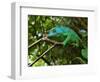 A Chameleon Sits on a Branch of a Tree in Madagascar's Mantadia National Park Sunday June 18, 2006-Jerome Delay-Framed Photographic Print