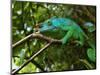 A Chameleon Sits on a Branch of a Tree in Madagascar's Mantadia National Park Sunday June 18, 2006-Jerome Delay-Mounted Photographic Print