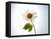 A Chamomile Flower-Jo Van Den Berg-Framed Stretched Canvas