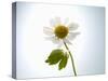 A Chamomile Flower-Jo Van Den Berg-Stretched Canvas