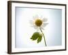 A Chamomile Flower-Jo Van Den Berg-Framed Photographic Print