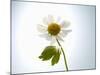 A Chamomile Flower-Jo Van Den Berg-Mounted Photographic Print