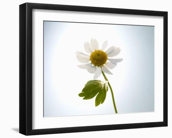 A Chamomile Flower-Jo Van Den Berg-Framed Photographic Print