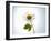 A Chamomile Flower-Jo Van Den Berg-Framed Photographic Print