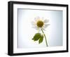 A Chamomile Flower-Jo Van Den Berg-Framed Photographic Print