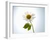 A Chamomile Flower-Jo Van Den Berg-Framed Photographic Print