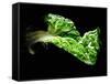 A Chard Leaf in Oil-null-Framed Stretched Canvas