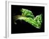 A Chard Leaf in Oil-null-Framed Photographic Print