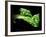 A Chard Leaf in Oil-null-Framed Photographic Print