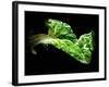 A Chard Leaf in Oil-null-Framed Photographic Print