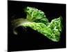 A Chard Leaf in Oil-null-Mounted Photographic Print