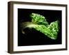 A Chard Leaf in Oil-null-Framed Photographic Print