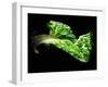 A Chard Leaf in Oil-null-Framed Photographic Print