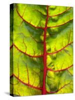 A Chard Leaf-Ottmar Diez-Stretched Canvas