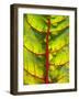 A Chard Leaf-Ottmar Diez-Framed Photographic Print