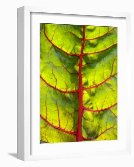 A Chard Leaf-Ottmar Diez-Framed Photographic Print