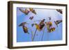 A Charm of Goldfinches, 2021, (digital painting)-Helen White-Framed Giclee Print