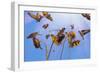 A Charm of Goldfinches, 2021, (digital painting)-Helen White-Framed Giclee Print