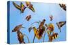 A Charm of Goldfinches painting-Helen White-Stretched Canvas