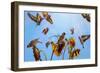 A Charm of Goldfinches painting-Helen White-Framed Giclee Print