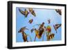 A Charm of Goldfinches painting-Helen White-Framed Giclee Print