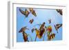 A Charm of Goldfinches painting-Helen White-Framed Giclee Print