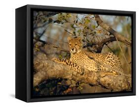 A Cheetah (Acinonyx Jubatus) in a Tree, Kruger Park, South Africa-Paul Allen-Framed Stretched Canvas