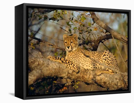 A Cheetah (Acinonyx Jubatus) in a Tree, Kruger Park, South Africa-Paul Allen-Framed Stretched Canvas