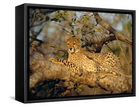 A Cheetah (Acinonyx Jubatus) in a Tree, Kruger Park, South Africa-Paul Allen-Framed Stretched Canvas